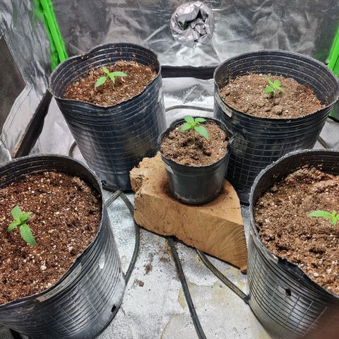 Auto Faraon #2 growlog timeline photo