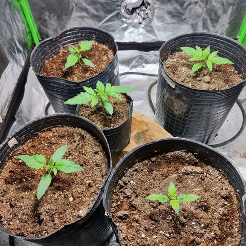 Auto Faraon #2 growlog timeline photo