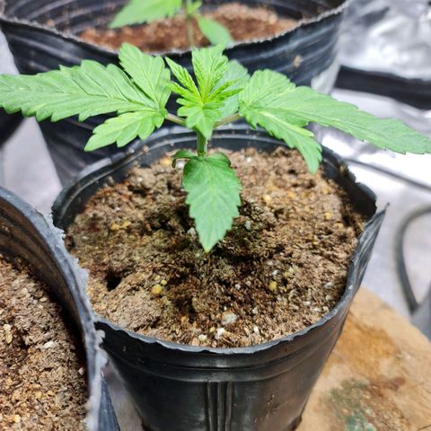 Tangie #1 growlog timeline photo