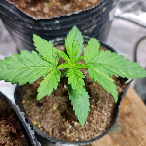 Tangie #1 growlog timeline photo