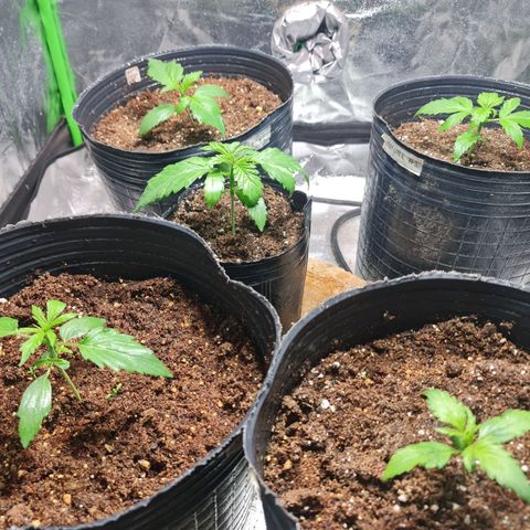 Auto Faraon #2 growlog timeline photo