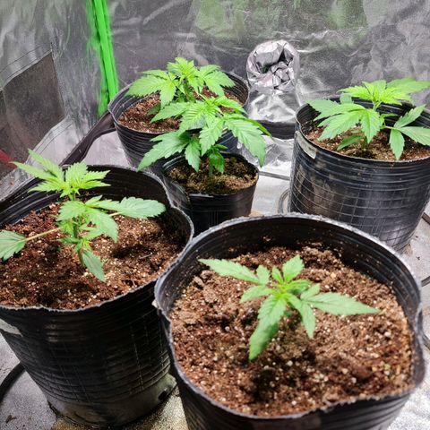 Auto Faraon #2 growlog timeline photo