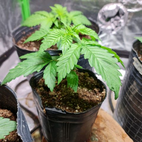 Tangie #1 growlog timeline photo