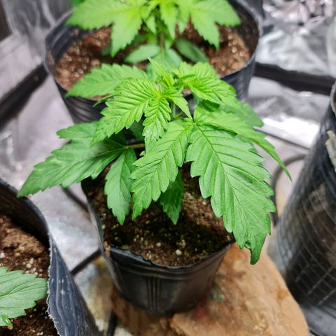 Tangie #1 growlog timeline photo