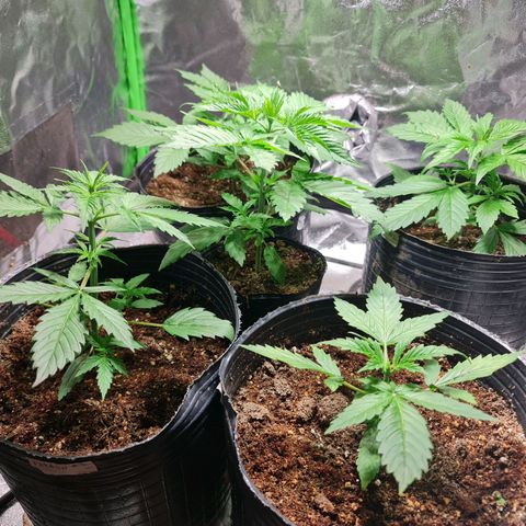 Auto Faraon #2 growlog timeline photo