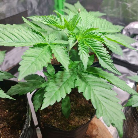 Tangie #1 growlog timeline photo
