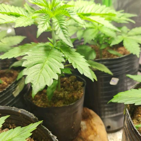 Tangie #1 growlog timeline photo