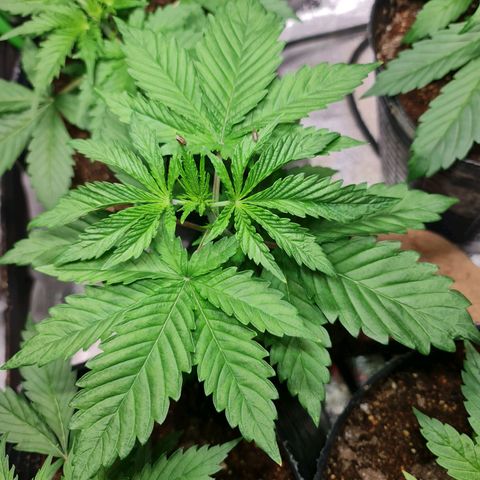 Tangie #1 growlog timeline photo