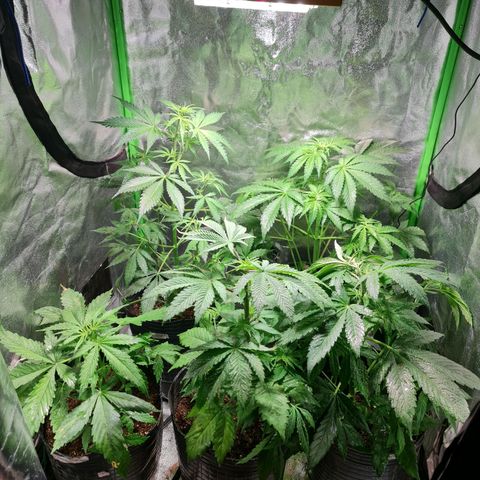 Tangie #1 growlog timeline photo