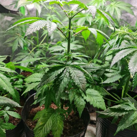 Tangie #1 growlog timeline photo