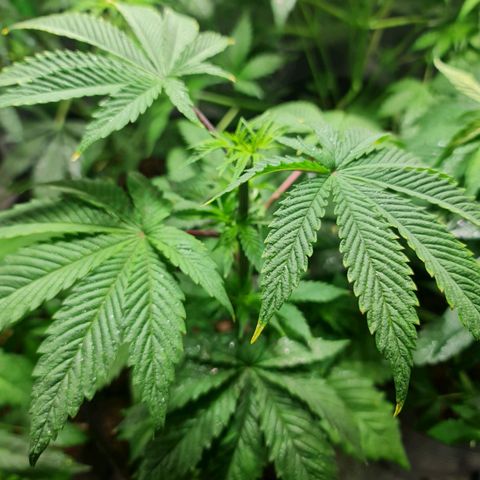 Tangie #1 growlog timeline photo