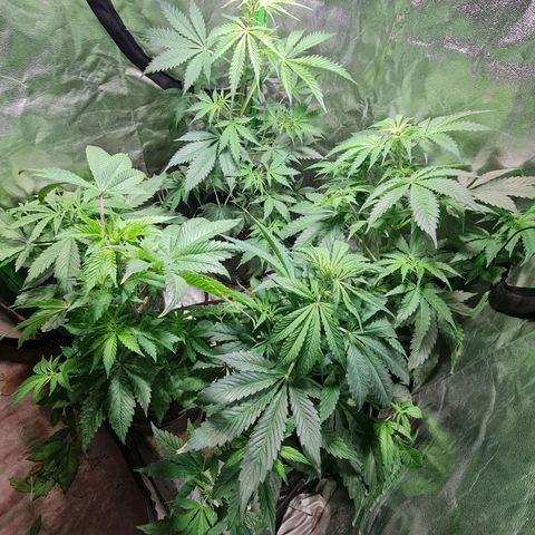 Tangie #1 growlog timeline photo