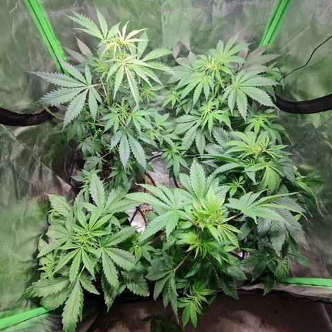 Tangie #1 growlog timeline photo