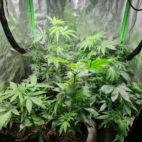 Tangie #1 growlog timeline photo
