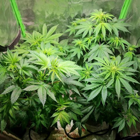 Tangie #1 growlog timeline photo