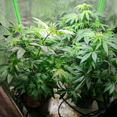 Tangie #1 growlog timeline photo