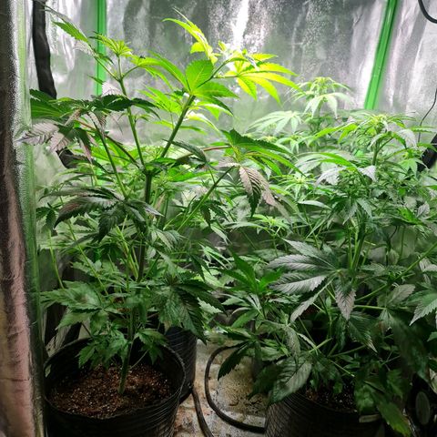 Tangie #1 growlog timeline photo