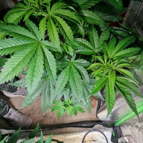 Tangie #1 growlog timeline photo