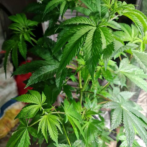 Tangie #1 growlog timeline photo