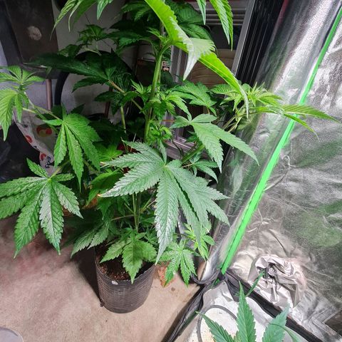 Tangie #1 growlog timeline photo