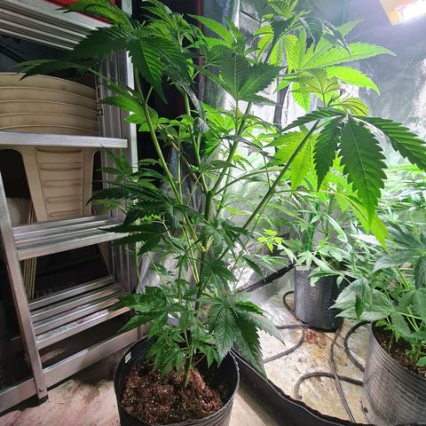 Tangie #1 growlog timeline photo