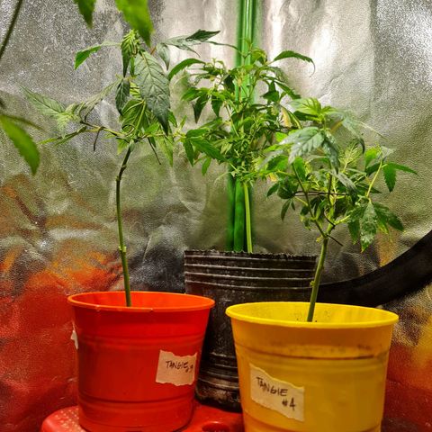 Tangie #1 growlog timeline photo