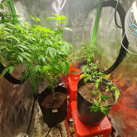 Tangie #1 growlog timeline photo