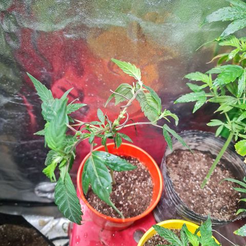 Tangie #1 growlog timeline photo