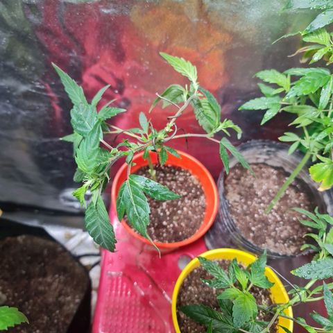 Tangie #1 growlog timeline photo