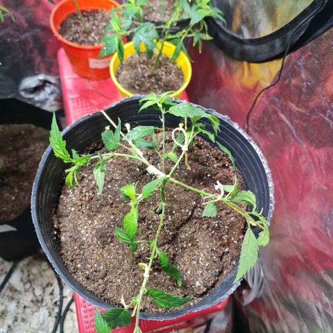 Tangie #1 growlog timeline photo