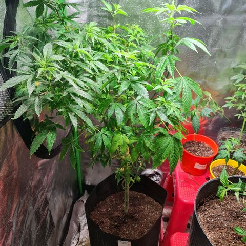 Tangie #1 growlog timeline photo