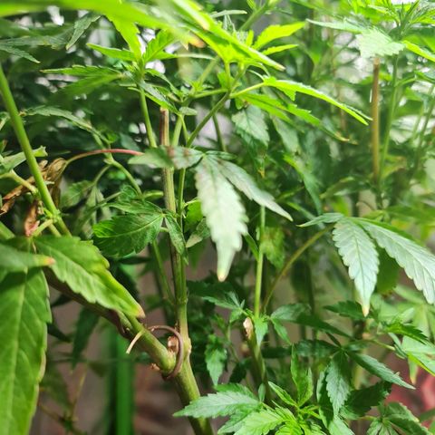 Tangie #1 growlog timeline photo