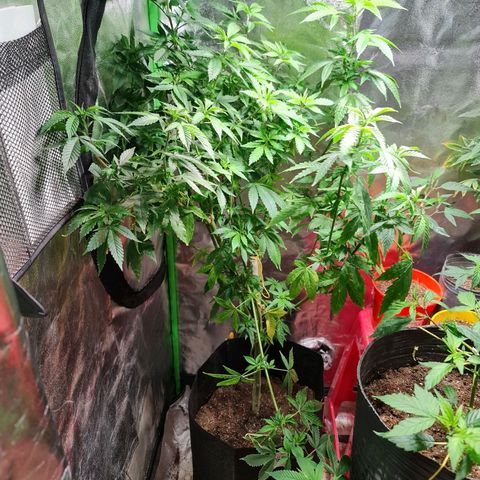 Tangie #1 growlog timeline photo