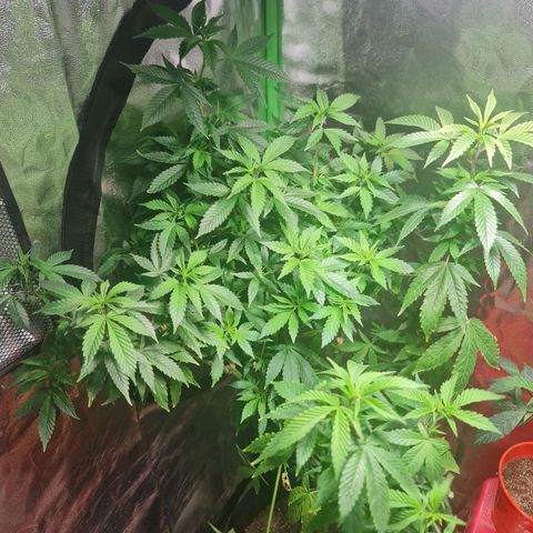 Tangie #1 growlog timeline photo