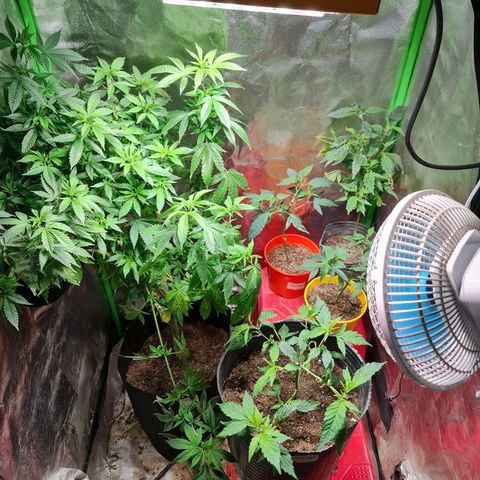 Tangie #1 growlog timeline photo