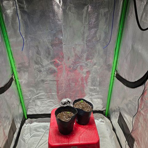Baba-G 1.1 growlog timeline photo