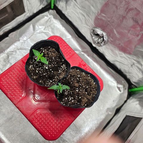 Baba-G 1.1 growlog timeline photo