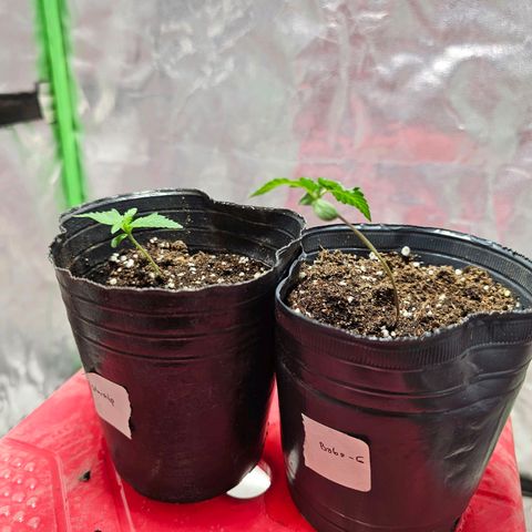 Baba-G 1.1 growlog timeline photo