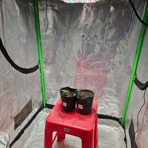 Baba-G 1.1 growlog timeline photo