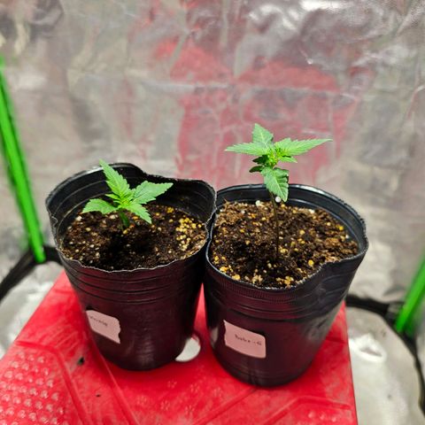 Baba-G 1.1 growlog timeline photo