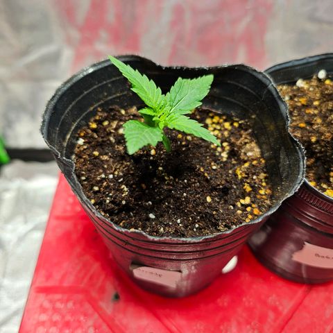 Starship 1.1 growlog timeline photo