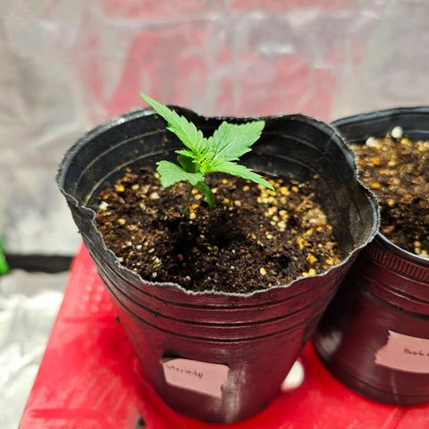 Starship 1.1 growlog timeline photo
