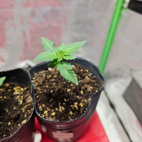 Baba-G 1.1 growlog timeline photo