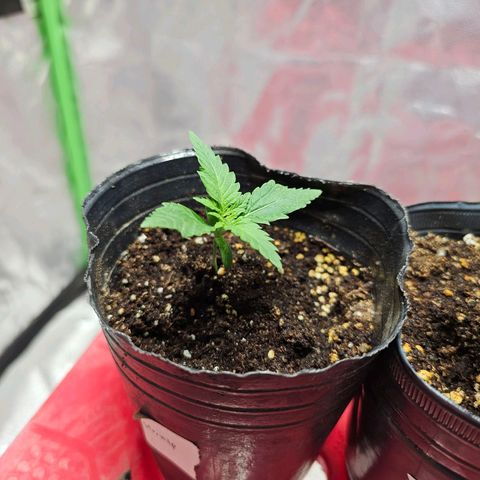Starship 1.1 growlog timeline photo