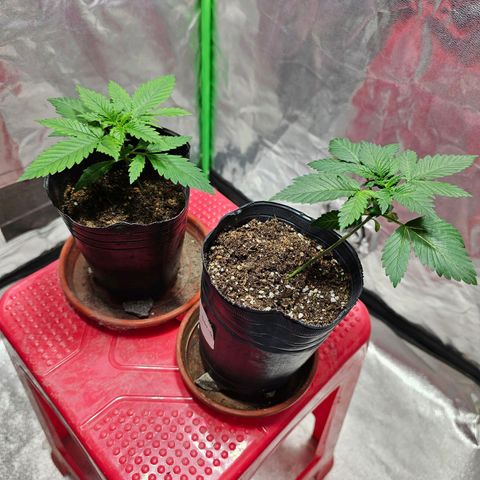 Baba-G 1.1 growlog timeline photo