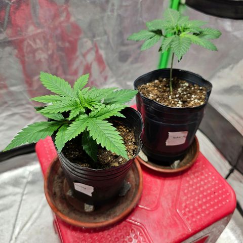 Baba-G 1.1 growlog timeline photo