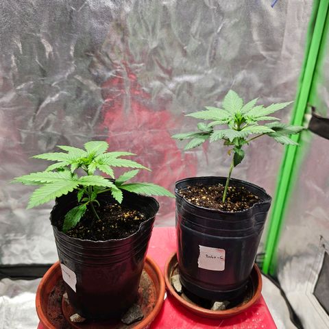 Baba-G 1.1 growlog timeline photo