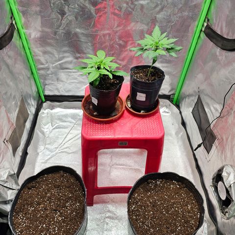 Baba-G 1.1 growlog timeline photo