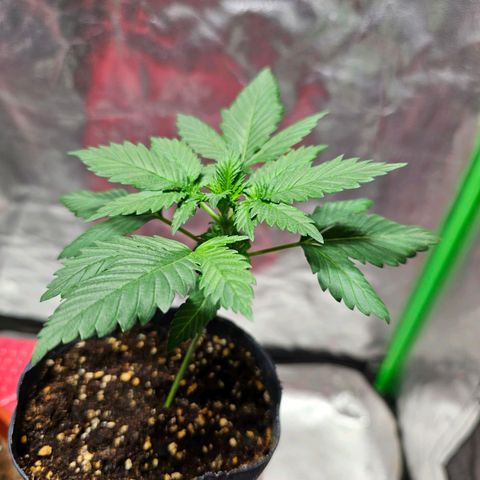 Baba-G 1.1 growlog timeline photo