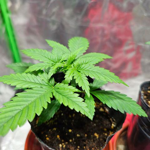 Starship 1.1 growlog timeline photo